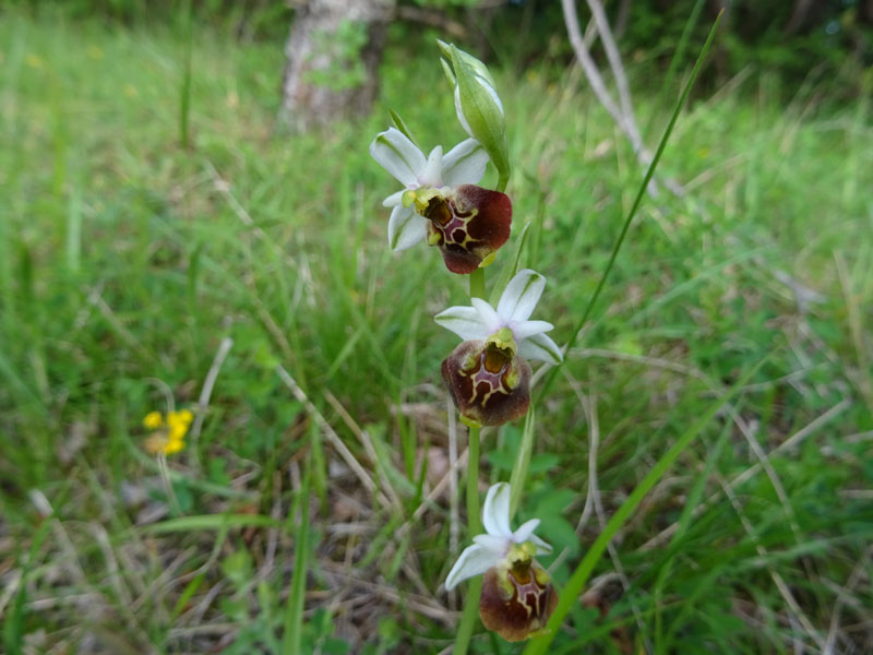 Ophrys holosericea, tetraloniae o untchjii ? ......holosericea.